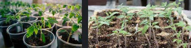 Growing-Tomatoes-from-Seedlings-01