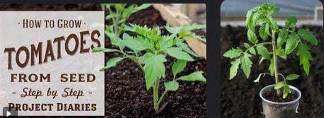 Growing-Tomatoes-from-Seedlings-02