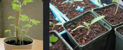 Growing-Tomatoes-from-Seedlings-03