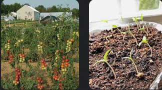 Growing-Tomatoes-from-Seedlings-07