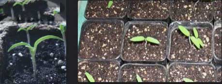 Growing-Tomatoes-from-Seedlings-08