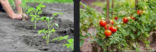 Growing-Tomatoes-from-Seedlings-09