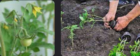 Growing-Tomatoes-from-Seedlings-10