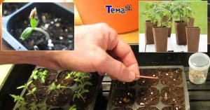 when to transplant tomato seedlings from seed tray