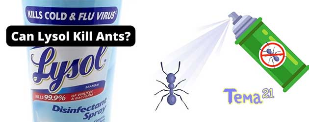 does-lysol-kill-ants-001