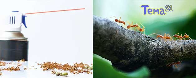 does-lysol-kill-ants-004