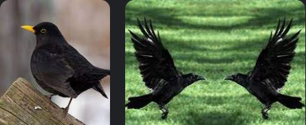 3 Black Birds. Spiritual Meaning 01