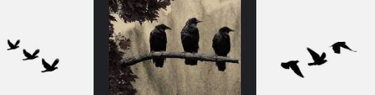 3 Black Birds. Spiritual Meaning 04