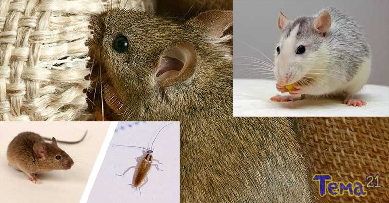 Do Rats Eat Roaches? | Tema 21