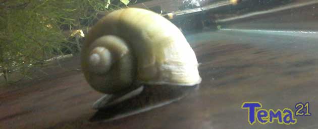 My-Snail-Turning-White-01