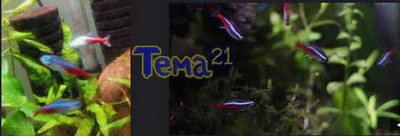 Neon-Tetra-Swimming-Vertically-03