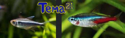 Neon-Tetra-Swimming-Vertically-09