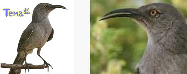 Huitlacoche-Bird-Curve-Billed-Thrasher-04