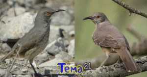 Huitlacoche-Bird-Discover the Wonders of the Curve-Billed Thrasher: Your Comprehensive Guide to These Southwest Birds