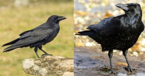 1 Crow Meaning Spiritual 01