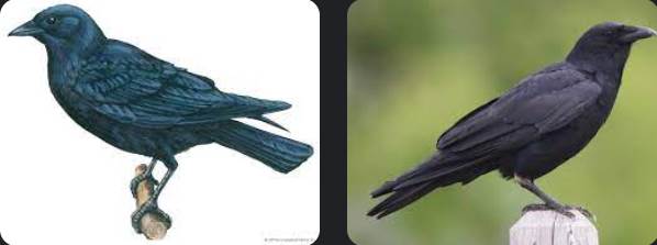 1-crow-meaning-spiritual-03