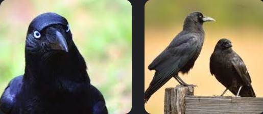 1-crow-meaning-spiritual-08
