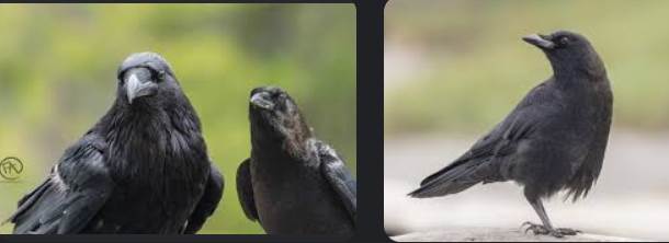1-crow-meaning-spiritual-10