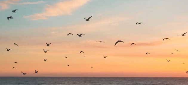 Illustration of black birds in flight, symbolizing freedom and spirituality.